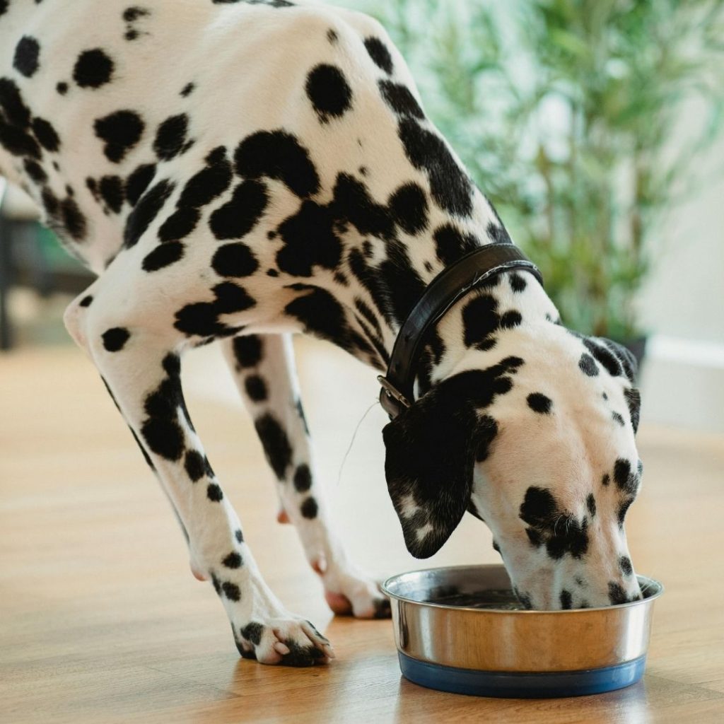 Cão se alimentando